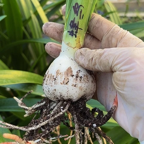 蓝色蜂鸟5左右带土