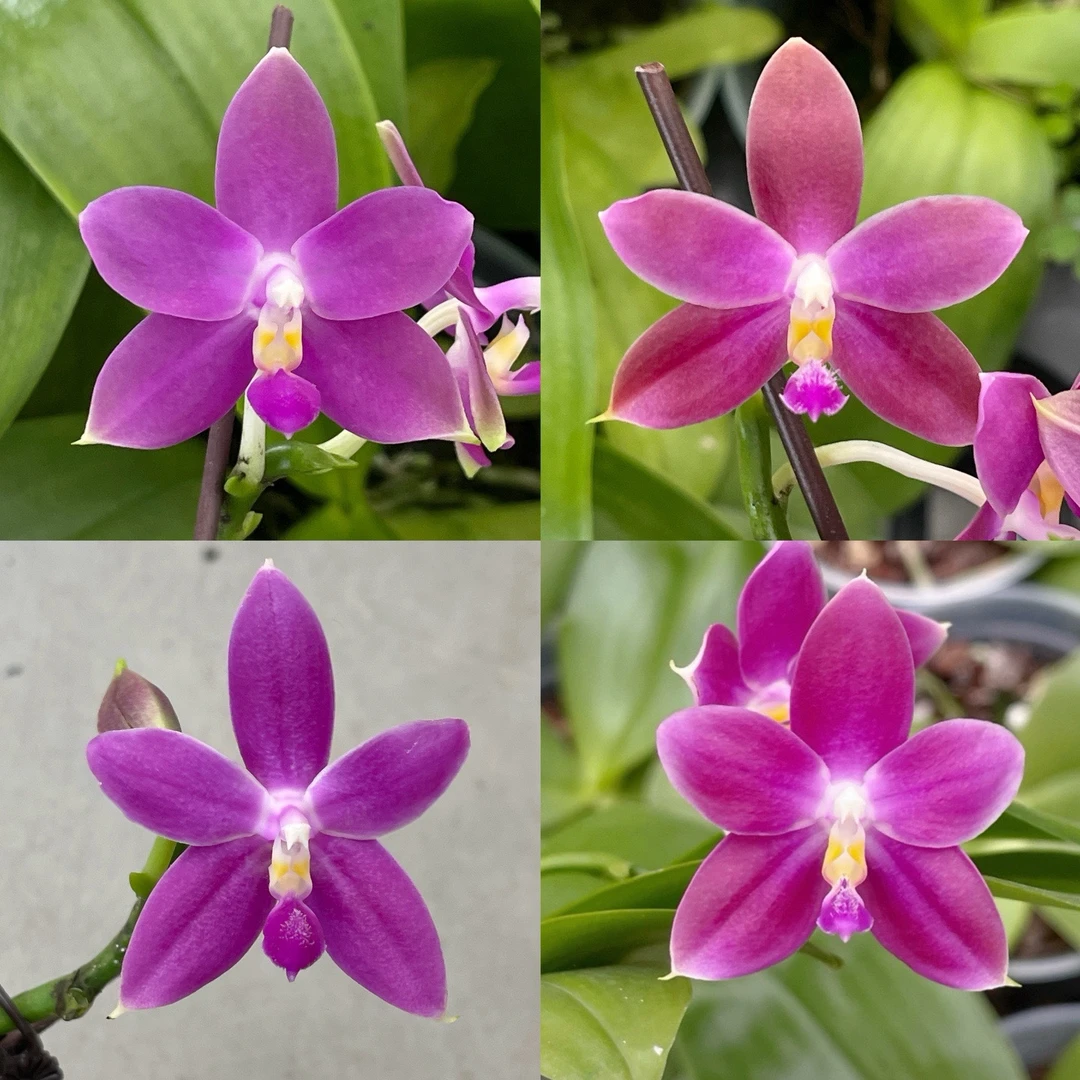 花农杰哥原生种珍奇类蝴蝶兰直播用链接 红色珍妮弗