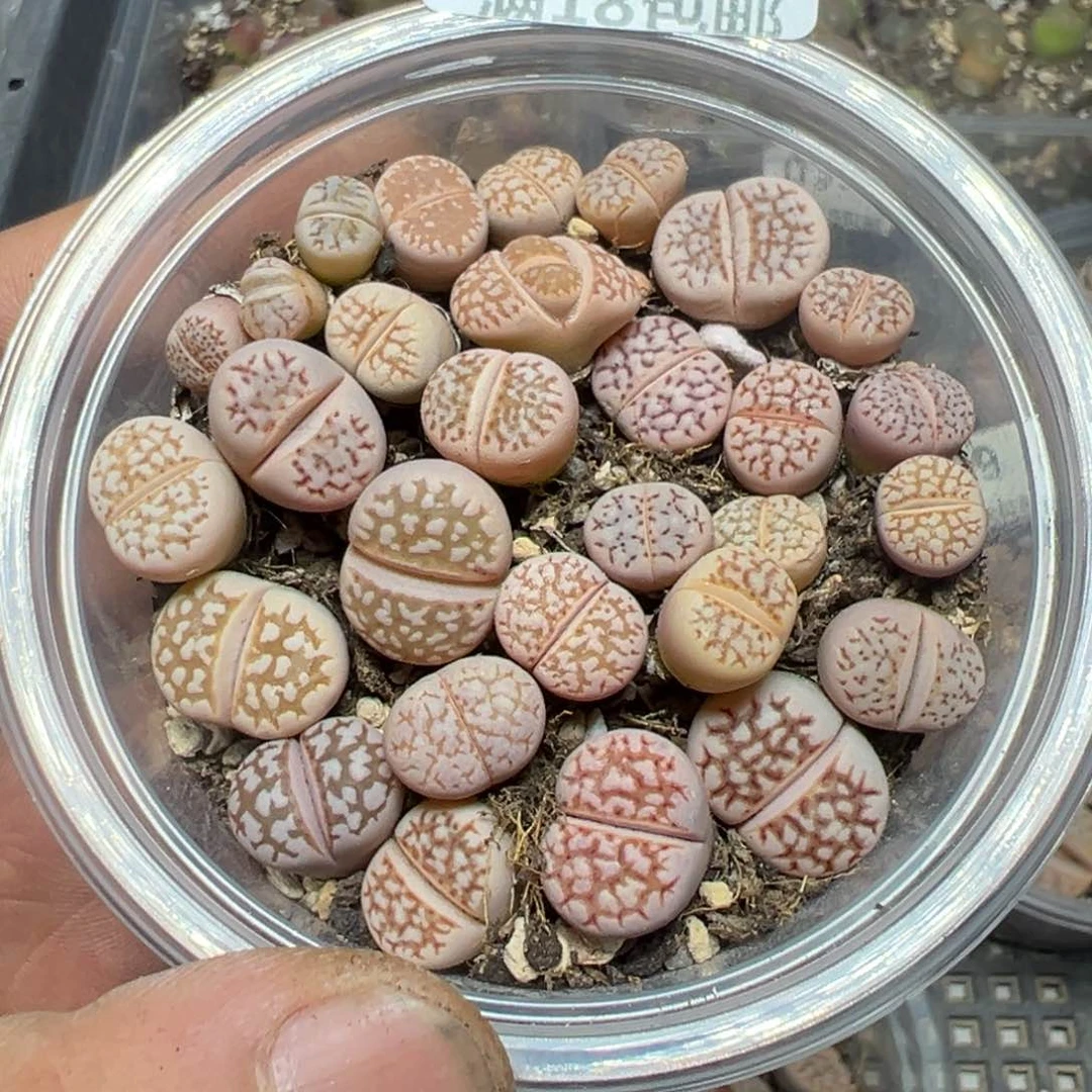 【闪购商品】 102。