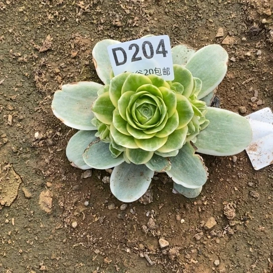 204玉玲珑多肉植物