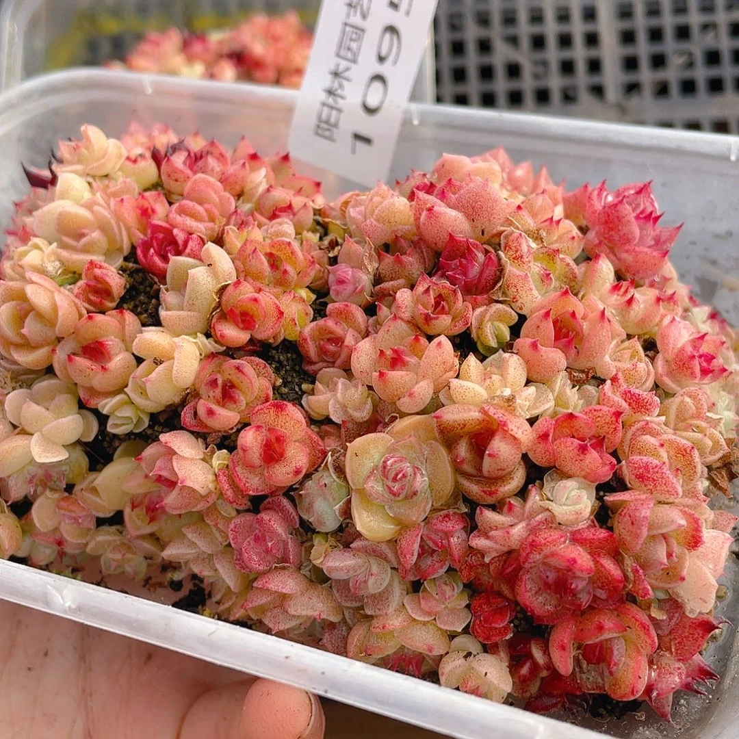 多肉植物多肉植物1095