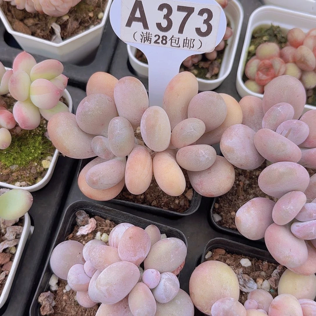 A373日系蛋黄奶一物一拍