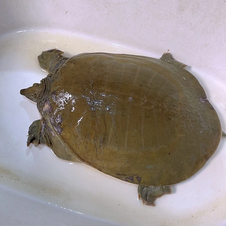 中国大陆有伤处理不退货不退换