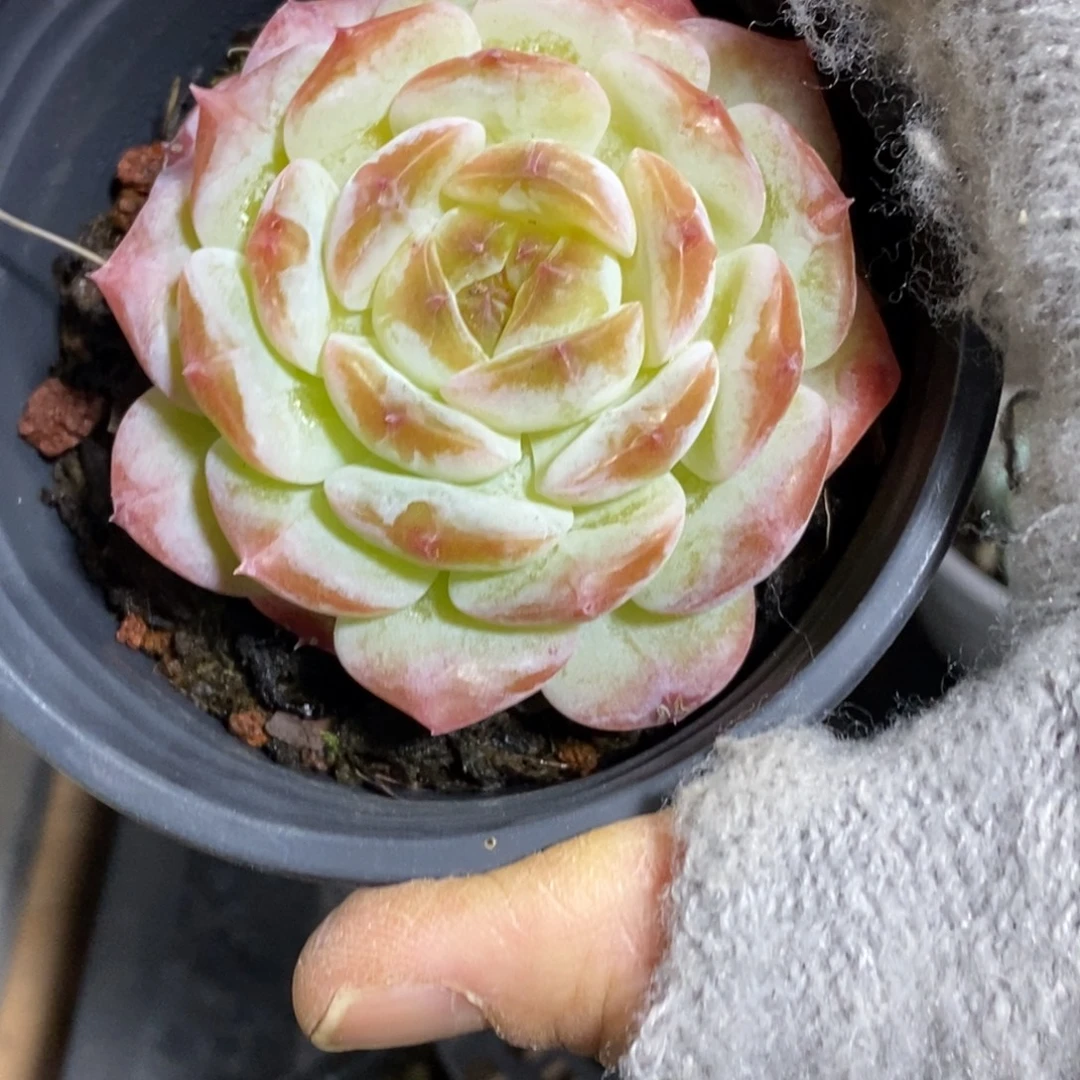 精品多肉一物一怕不包整74