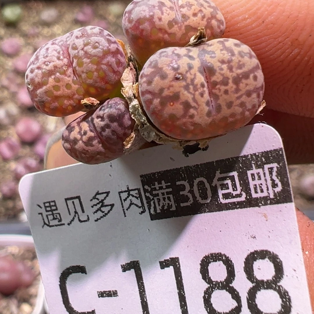 多肉植物111111111111111