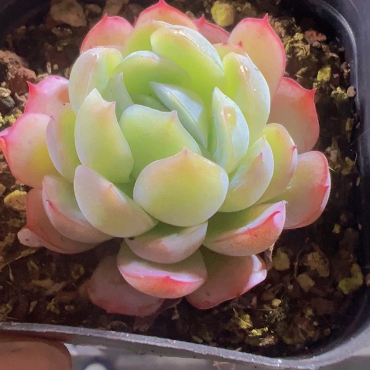 贝瑞精品多肉植物大战