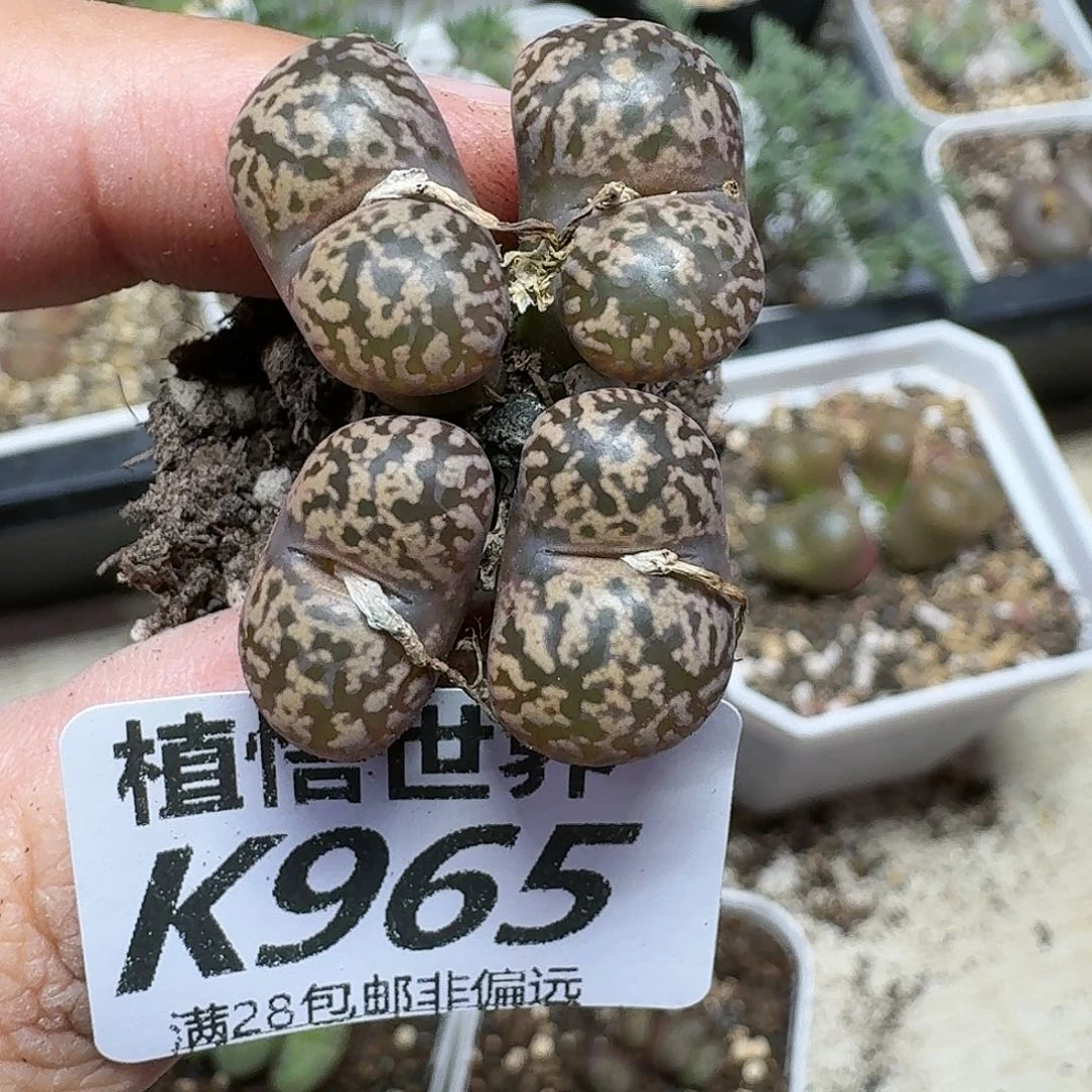 多肉植物的人生ghj