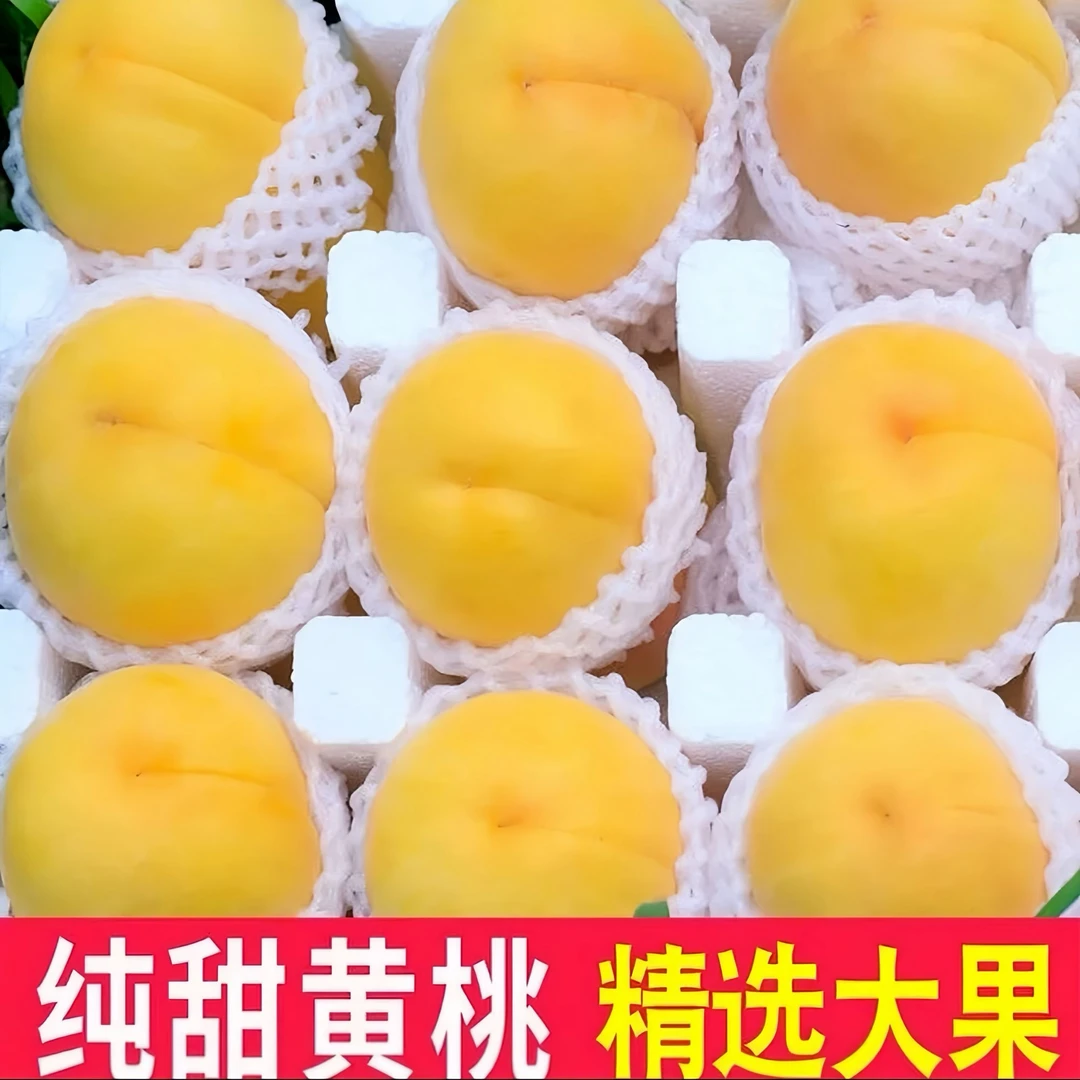 【蒙阴、大黄桃2】应季新鲜黄桃果园现摘现发S