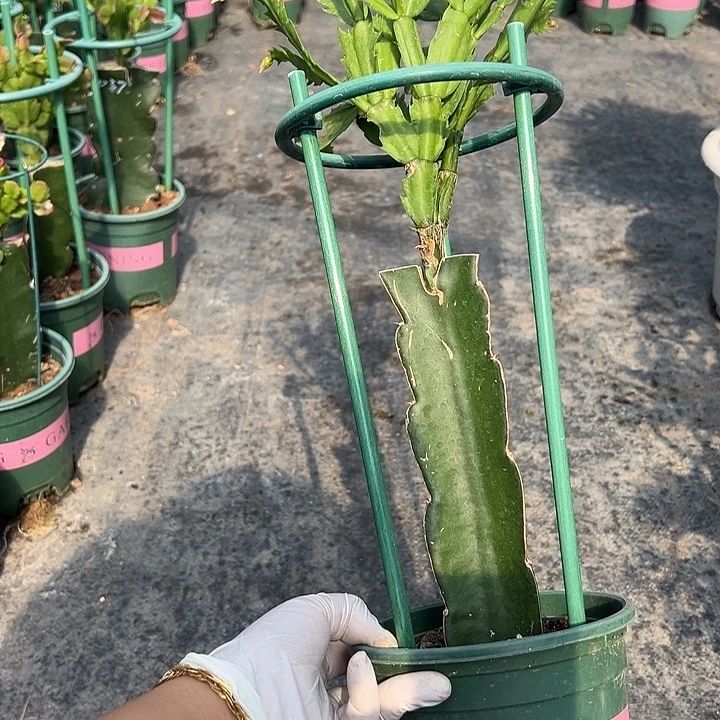 067福利瑕疵苗尾号8987