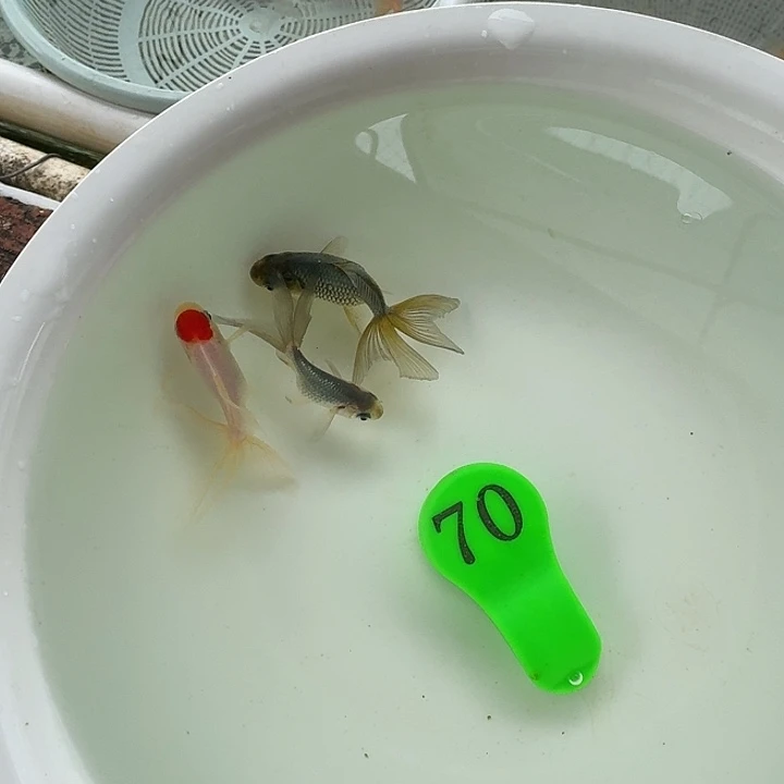 金鱼包邮包活到家