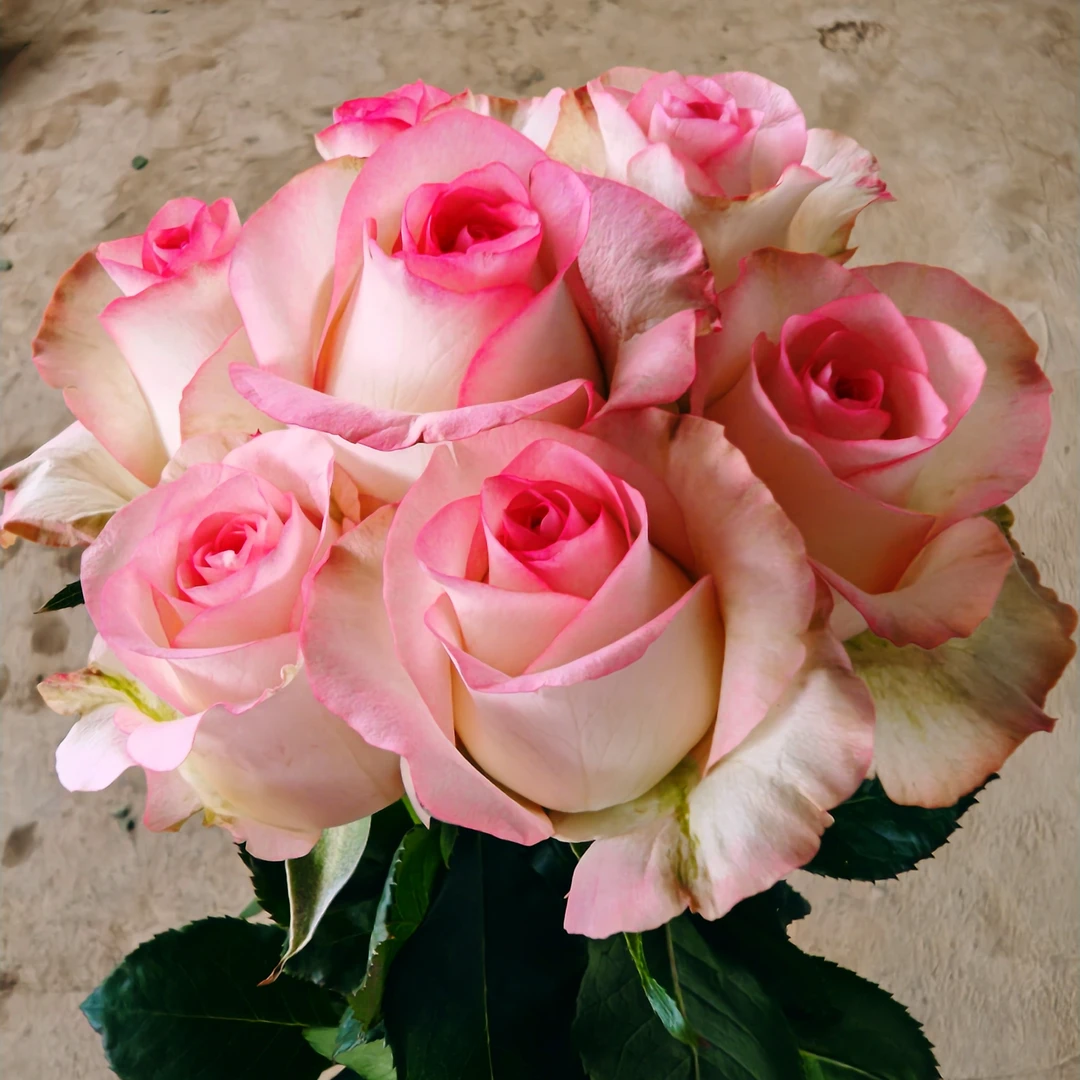 《爱莎玫瑰》20支/把两单加冰运输花边玫瑰家居鲜花（中等花头）