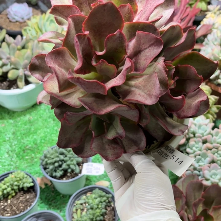 514 原始初吻多肉植物