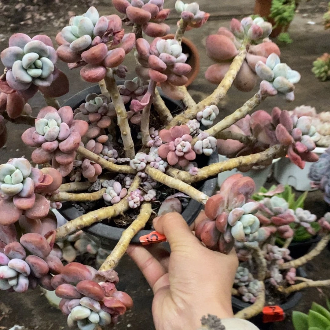 红洛神大盆整桩，230杯