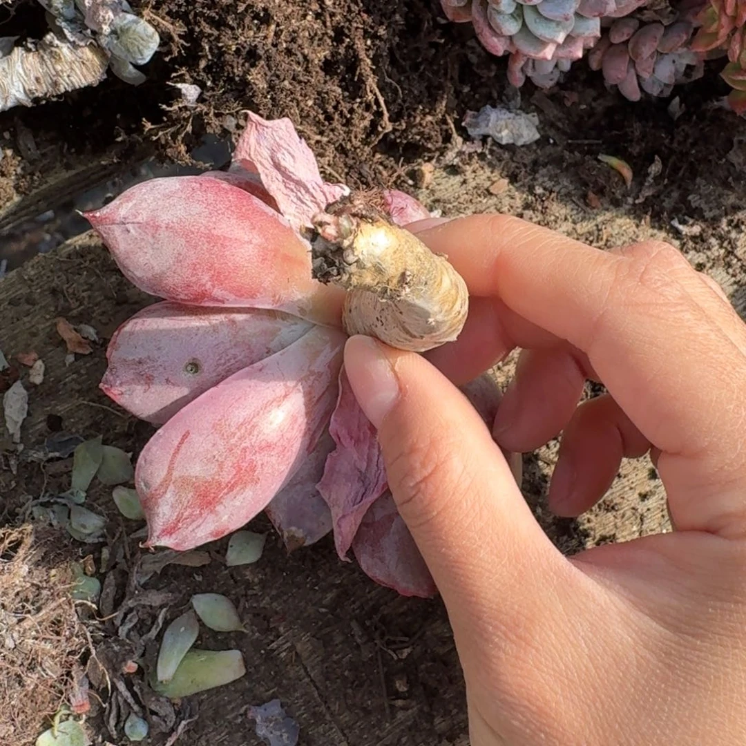 多肉砍头 不包损10米