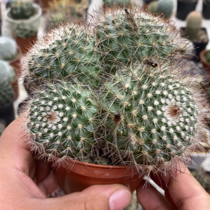 实生非秀玉群特价福利