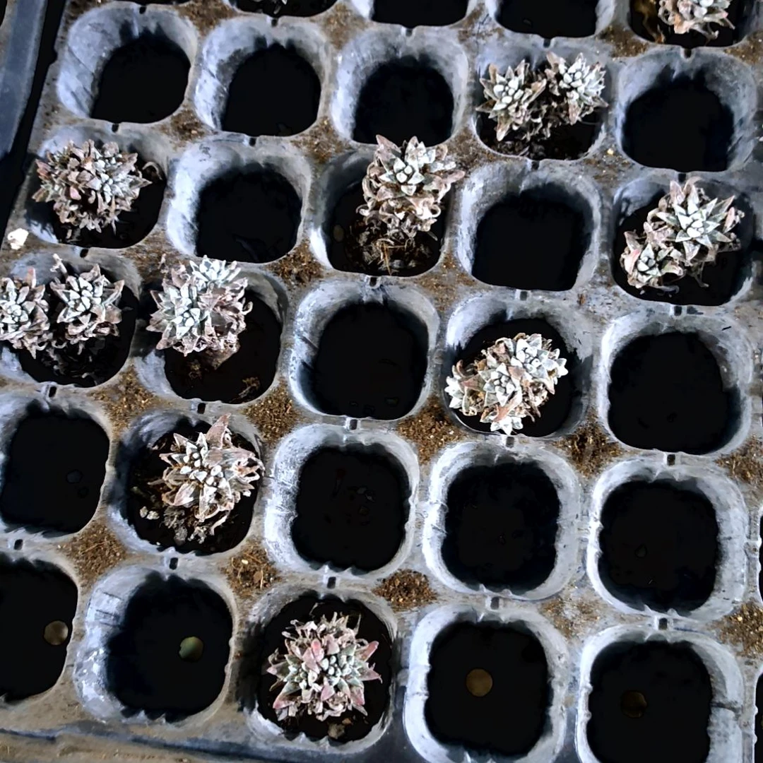 满6元包邮，小老庄白菊2/3头