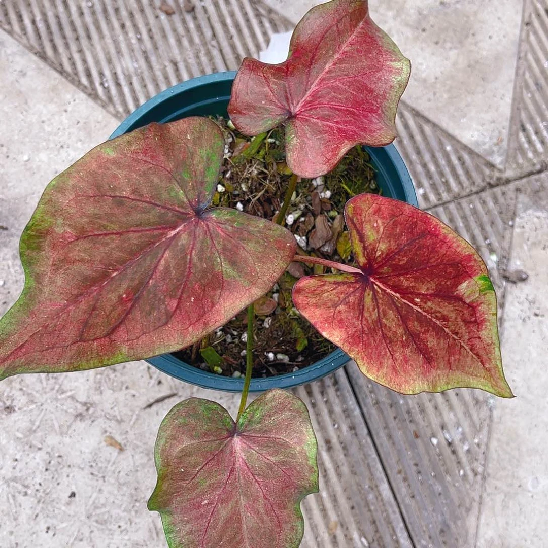 完全开放泰彩一物一拍9119