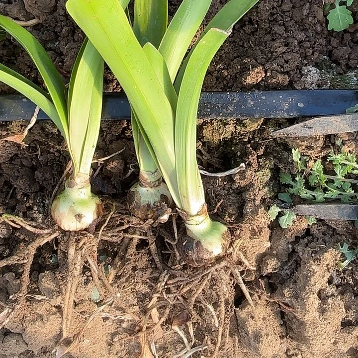 L*M买买买三棵4带土1137