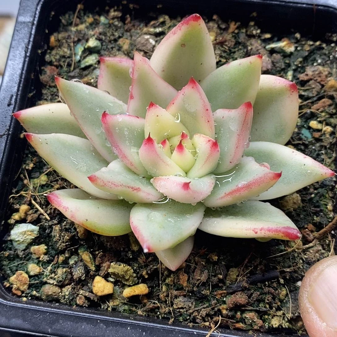 1659 不知名玛利亚锦