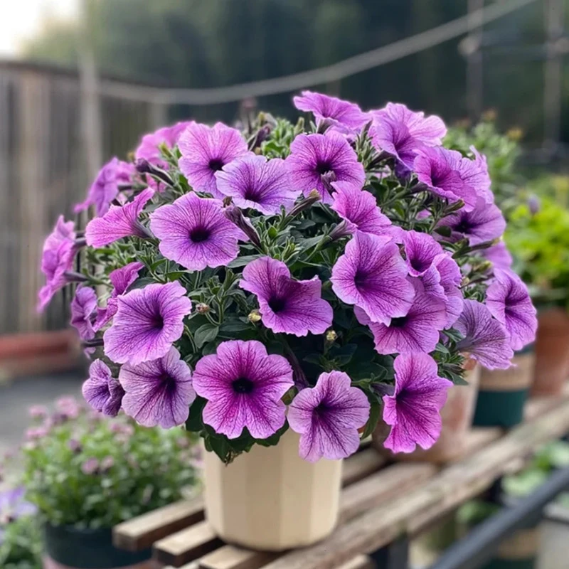 【矮牵牛】重瓣盆栽带花星空大苗阳台庭院垂吊植物花卉花期长