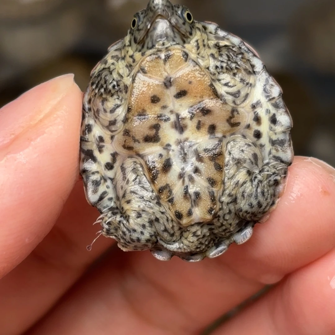 剃刀龟不分公母F4全品双满文粗纹黑刀