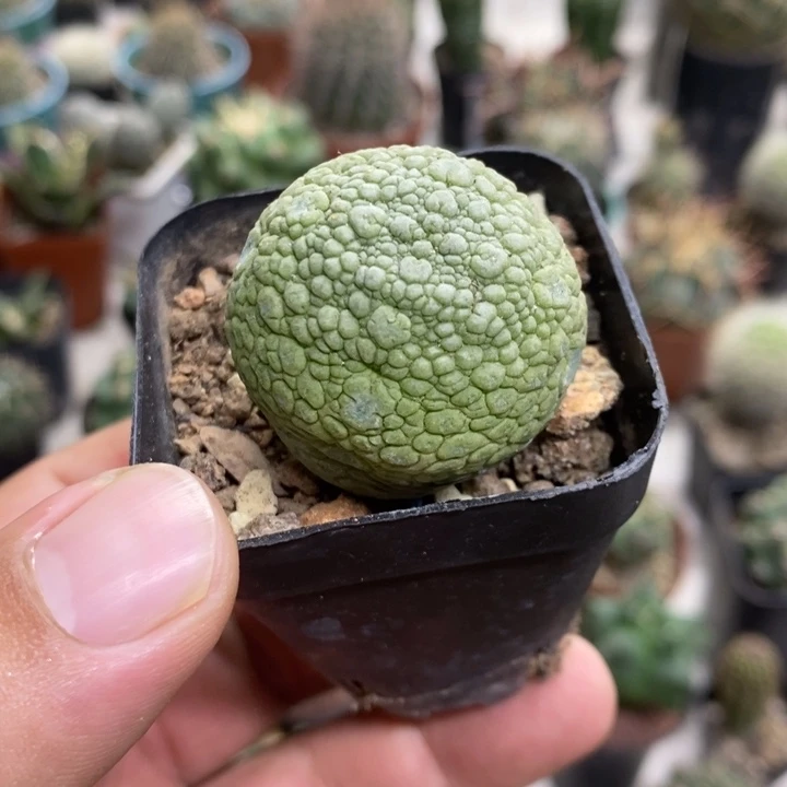 实生凝蹄玉特价福利