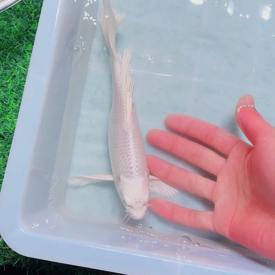 海水鱼血统锦鲤大放漏66