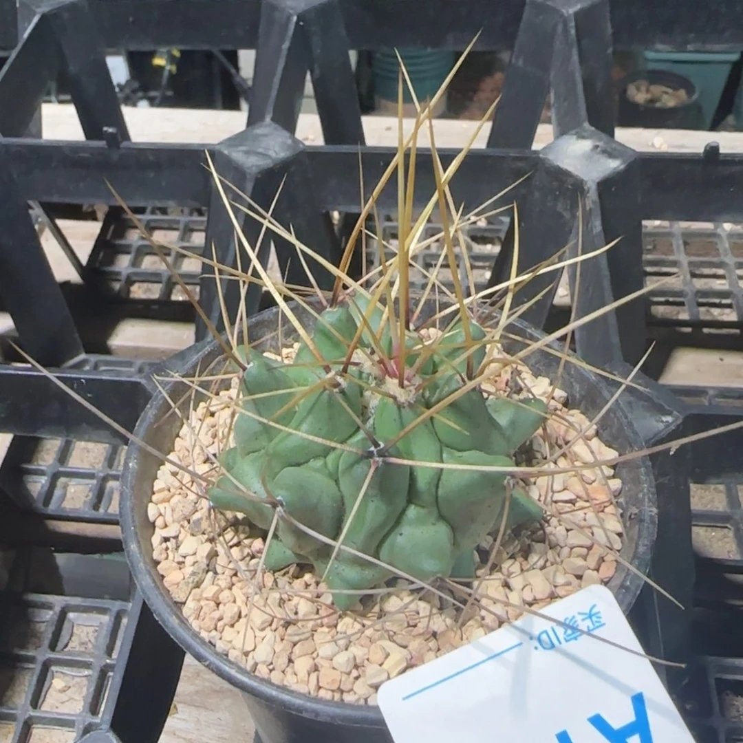 鹤巢 实生仙人球169