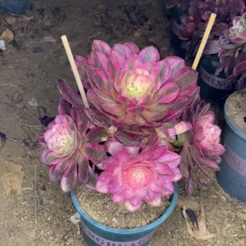 荔枝多肉植物063