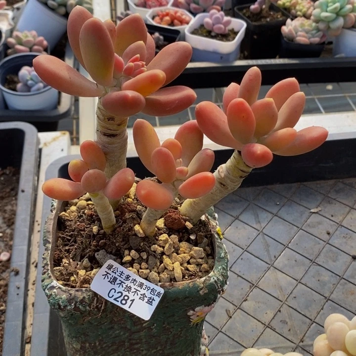 金蝉老桩281多肉植物