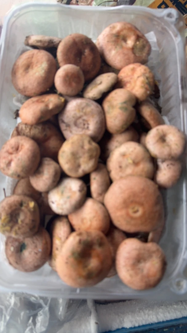 江镇特产野生菌茅草菇（三九菇）