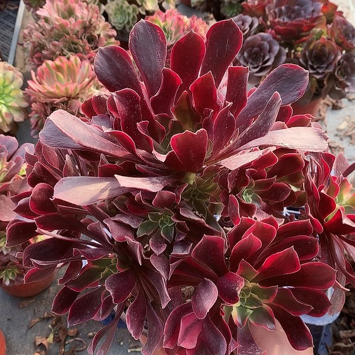 151金斯雀多肉植物