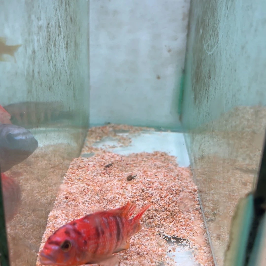 喜***着海水Mc斑马专拍链接