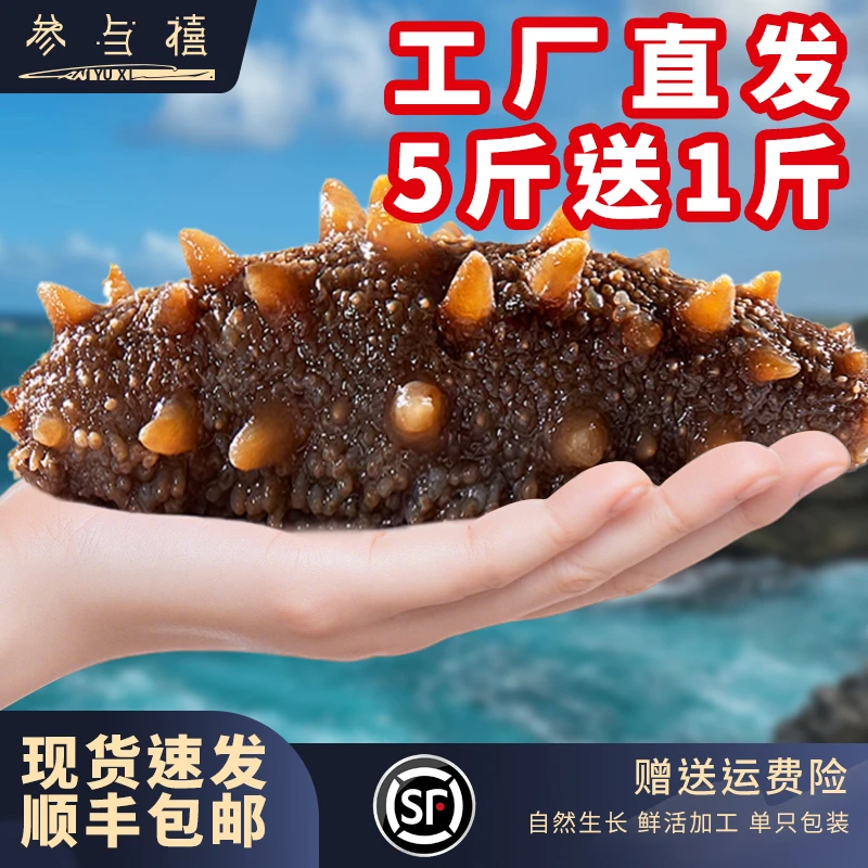 【超值补贴】大连海参鲜食即食冷冻现场挑选天然海域工厂直发包邮