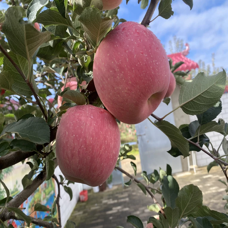 甘肃 庆阳 老果园 条纹色