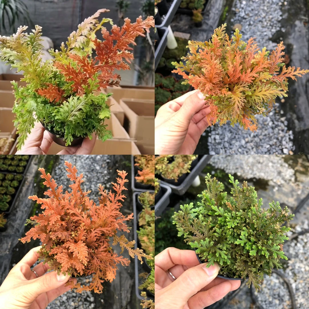 日本山野草黄金蕨变色金色凤凰蕨蕾丝蕨室内桌面耐阴组合盆栽素材