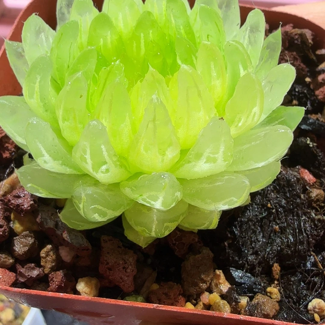 樱变锦，多肉植物。