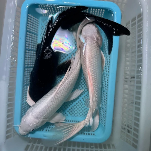 【三条装】15-20公分两条白蝴蝶一条铁包金墨碟冷水鱼观赏鱼包邮