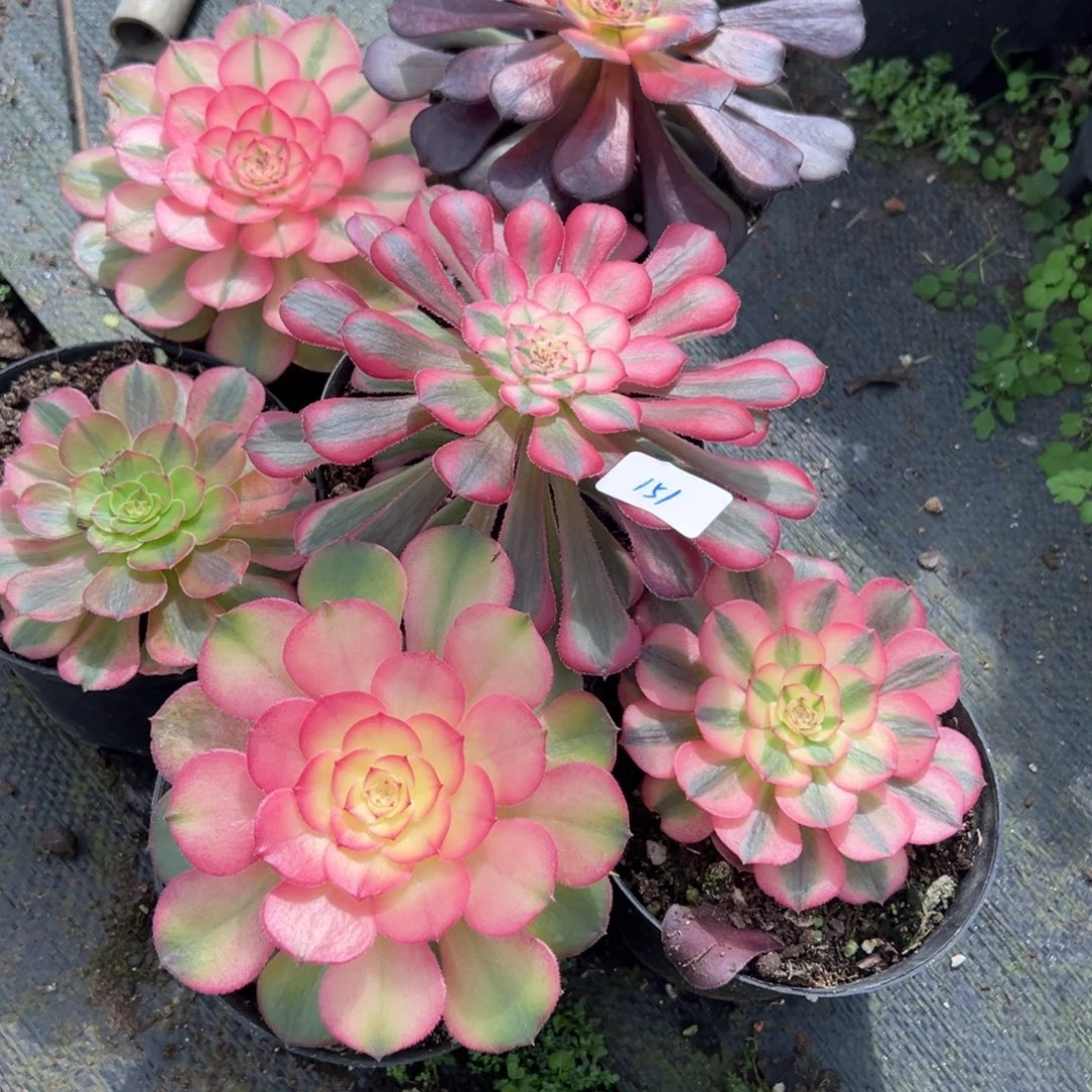 151六颗高锦20量多肉