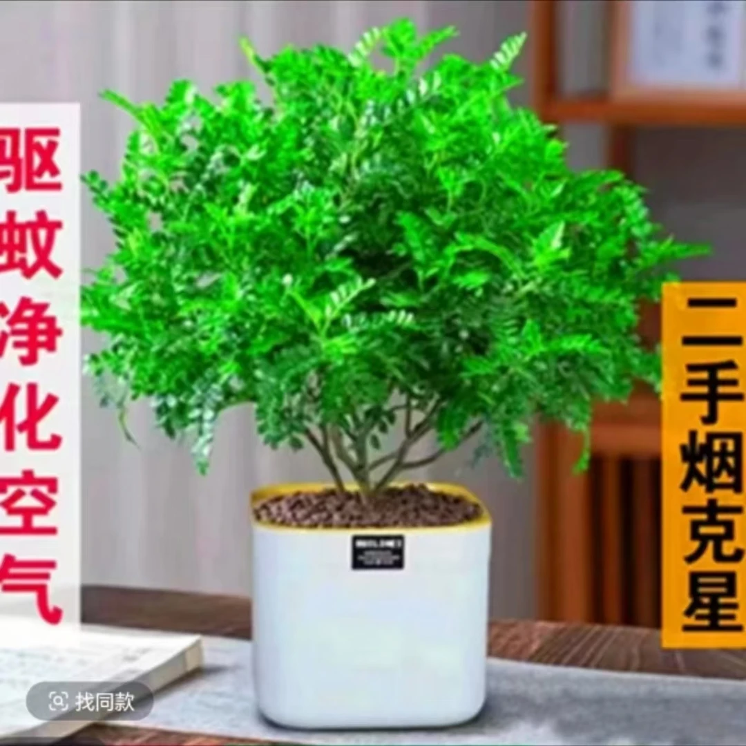 驱蚊植物驱虫清香木盆栽芳香胡椒木送盆送肥夏季必备花卉绿植四季