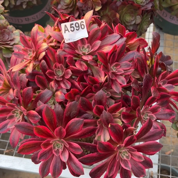 596白婚纱32厘米左右