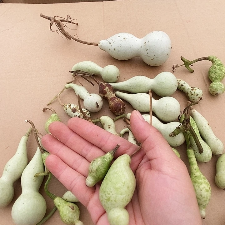韩***画葫芦笙和他一起在这