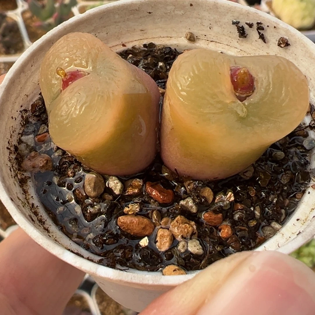 256多肉植物种类多样