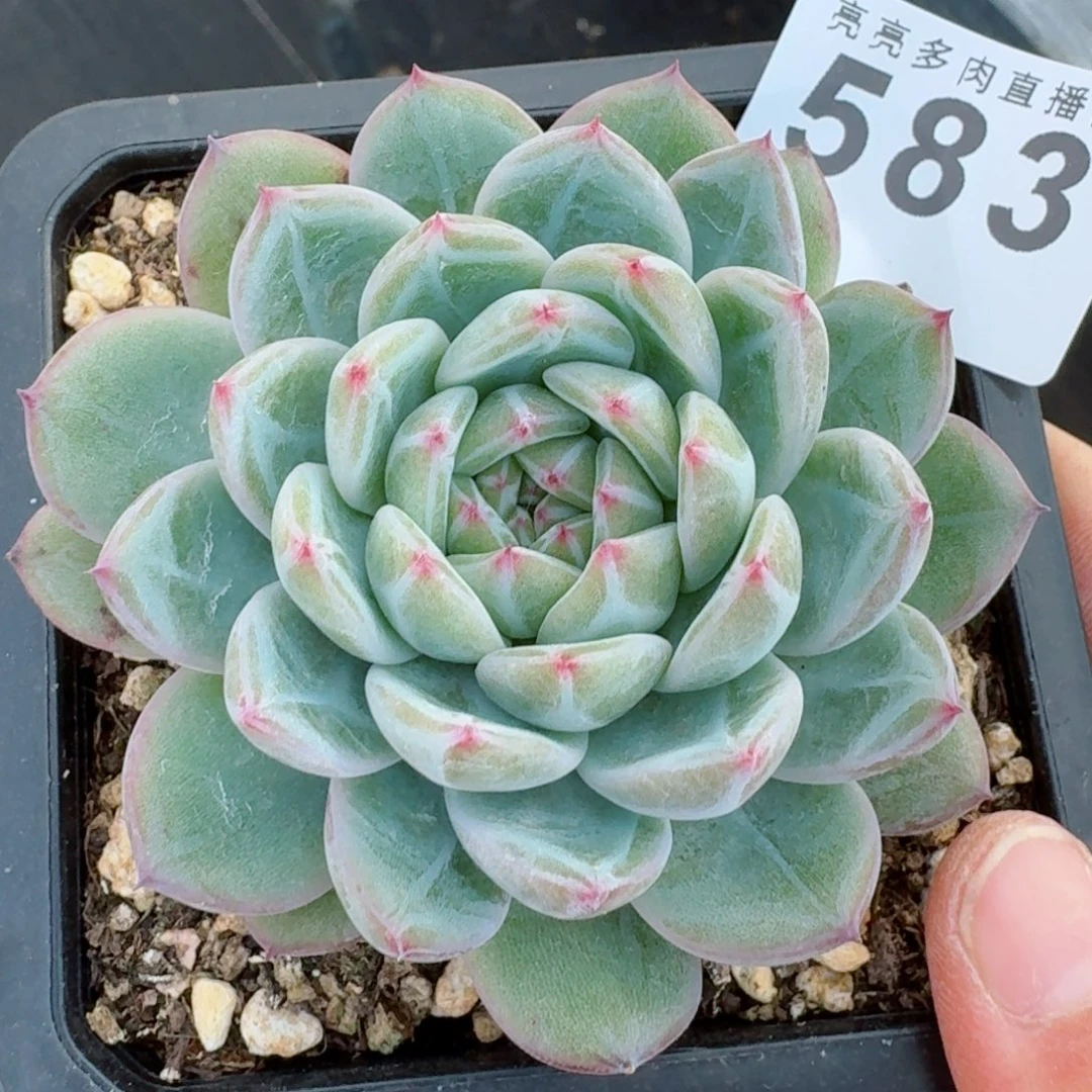 雪花珍妮      愿你一路坦途，乘风破浪展宏图