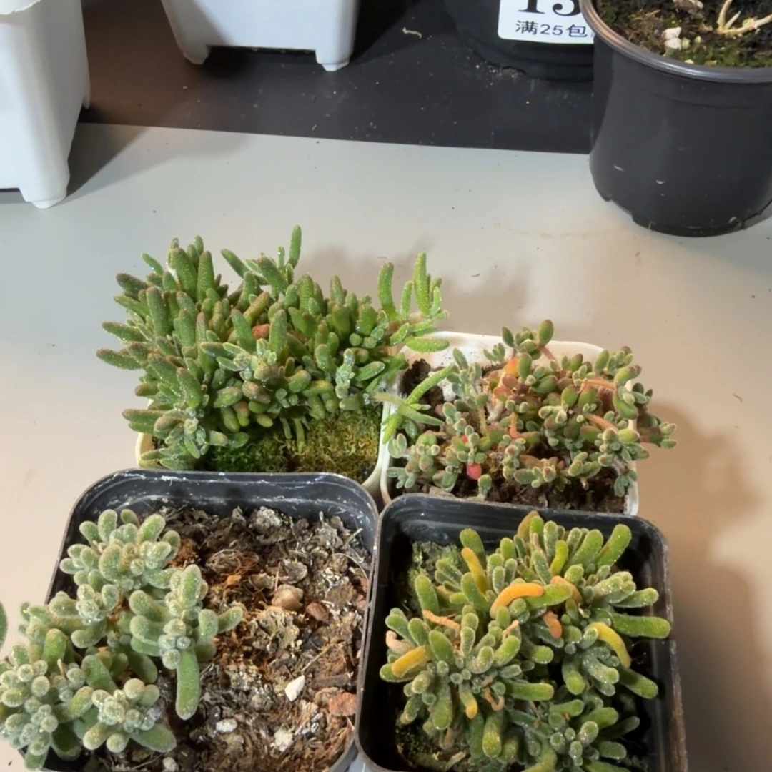 闪电购花卉园艺组合