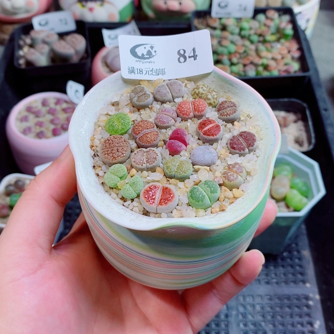 生石花花花花花花花花84