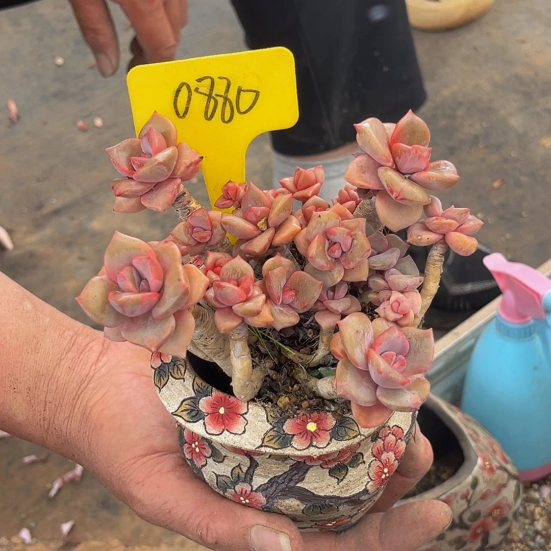 0880号下午多肉植物群生多肉植物