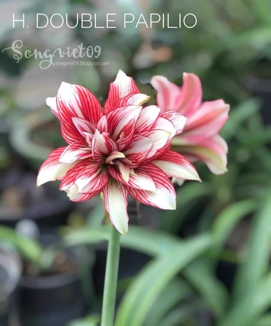 朱顶红-双凤蝶裸球，只包对版，不包后期养护