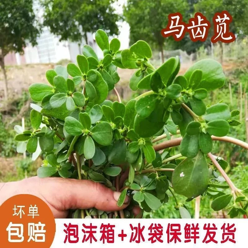 新鲜马齿苋野菜现挖马蜂菜长命菜长寿菜马齿苋五行草泡沫箱加冰