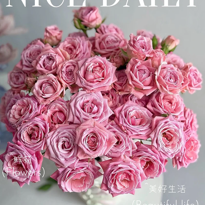 【奥迪利亚】多头玫瑰 【4单包邮顺丰空运部分地区走陆运以发货为准】